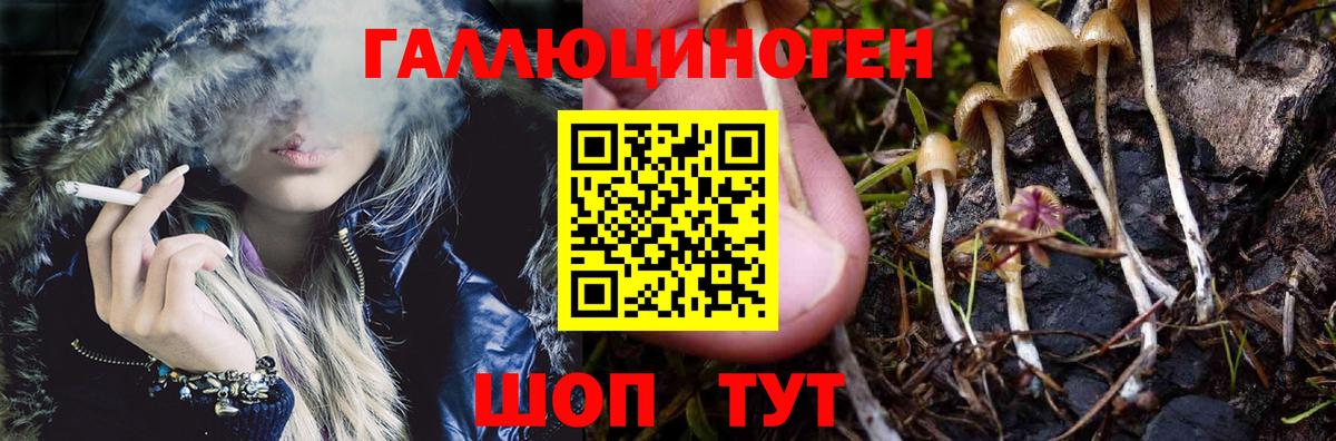 Елизово  Галлюциногенные грибы Cubensis  Вход с VPN 